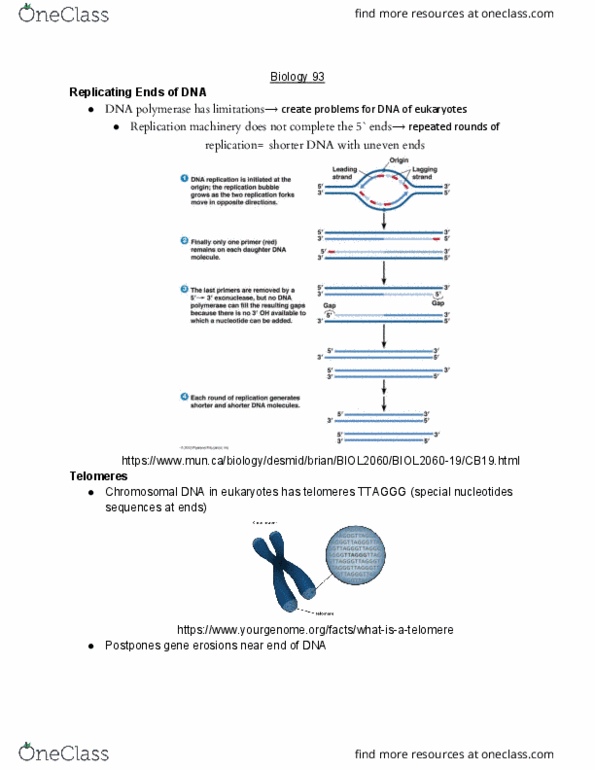 BIO SCI 93 Lecture Notes - Lecture 16: Telomere, Gamete, Genetic Code cover image