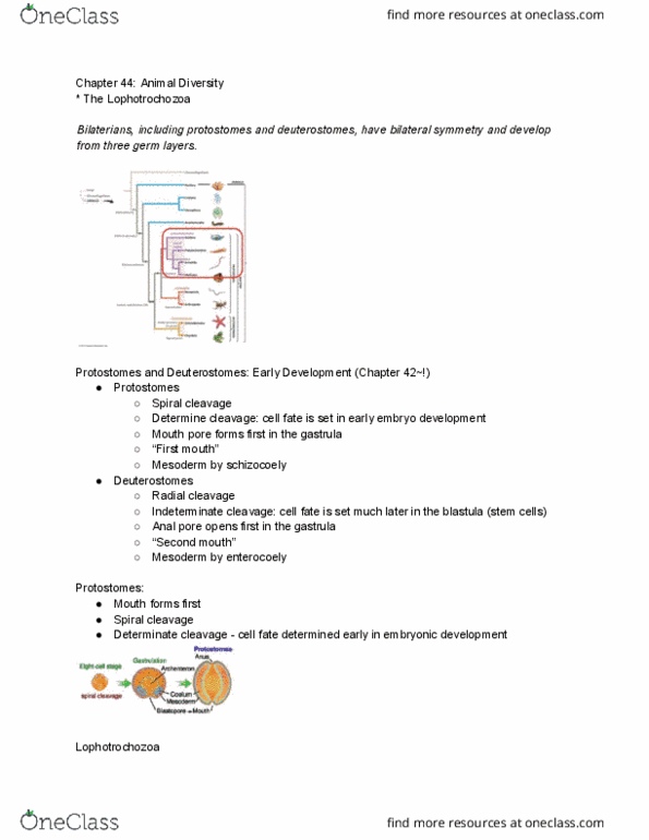 BIOL 1108 Lecture Notes - Lecture 16: Symmetry In Biology, Lophotrochozoa, Gastrulation thumbnail