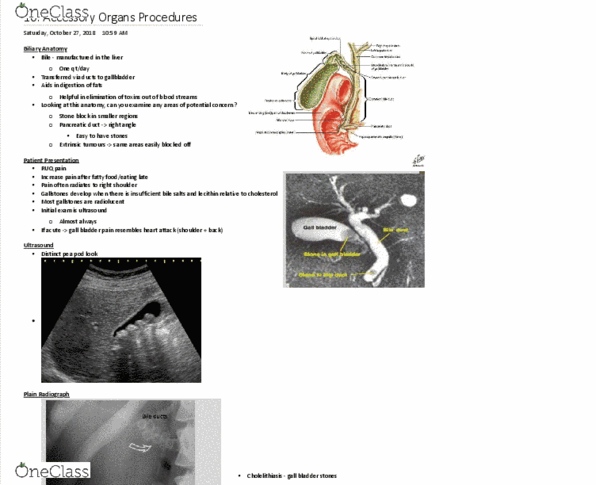 MEDRADSC 2I03 Lecture Notes - Lecture 10: Bile Duct, Pea, Pancreatic Duct thumbnail