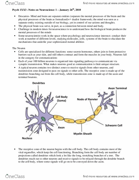 PSYCH 1XX3 Lecture Notes - Reuptake, Monoamine Oxidase, Neural Tube thumbnail