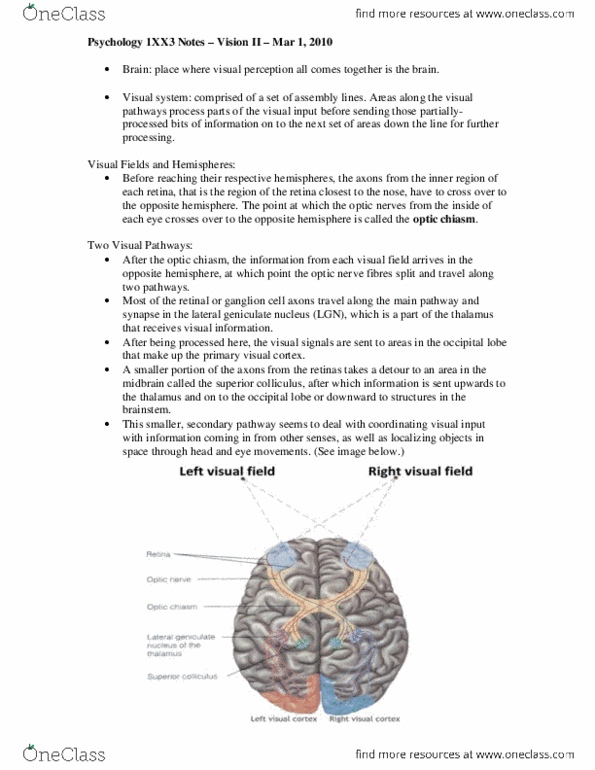 PSYCH 1XX3 Lecture Notes - 6 Years, 100 Feet, Evoked Potential thumbnail