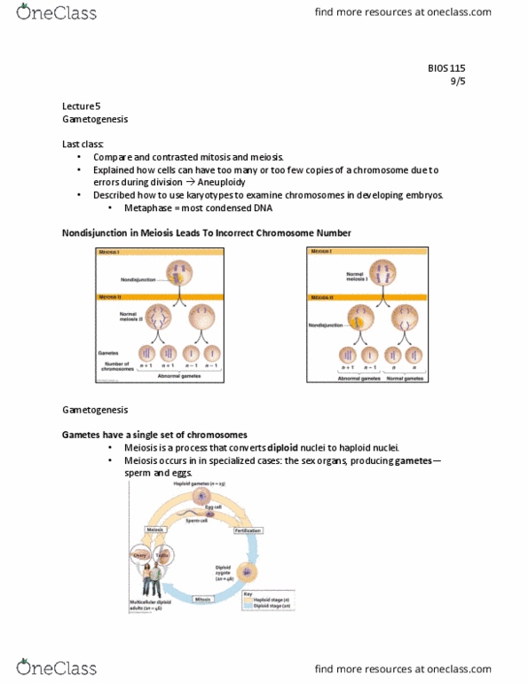 BIOS-115 Lecture Notes - Lecture 5: Gametogenesis, Aneuploidy, Meiosis thumbnail