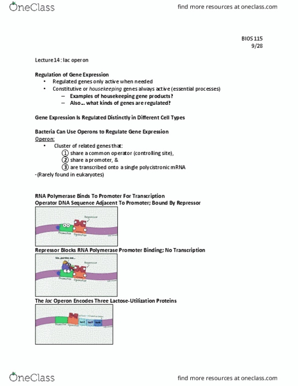 BIOS-115 Lecture Notes - Lecture 14: Lac Operon, Lac Repressor, Housekeeping Gene thumbnail