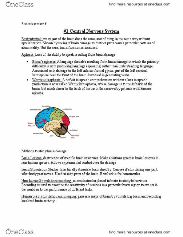 PSYC 100 Chapter Notes - Chapter 6: Inferior Frontal Gyrus, Central Nervous System, Aphasia thumbnail