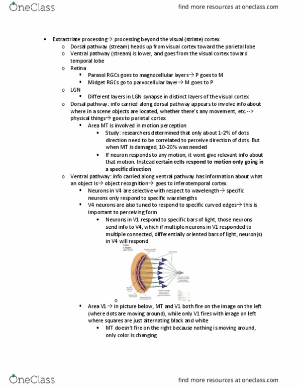 L33 Psych 100B Lecture Notes - Lecture 45: Inferior Temporal Gyrus, Magnocellular Cell, Parietal Lobe thumbnail