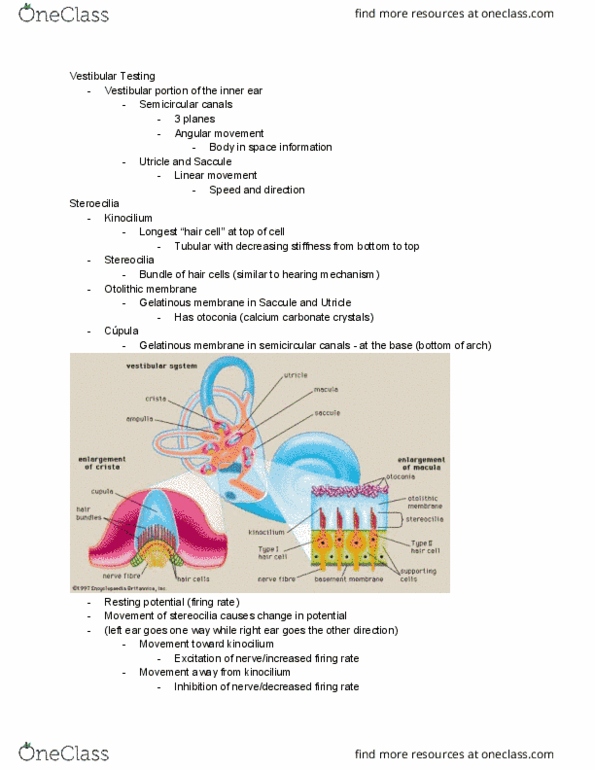 CGSC379 Lecture Notes - Lecture 4: Semicircular Canals, Otolithic Membrane, Kinocilium thumbnail