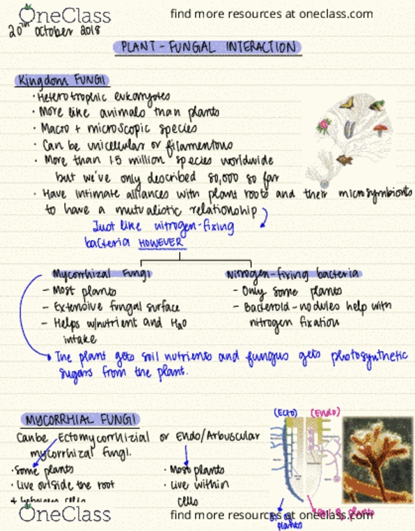 BIOL 2043 Lecture 15: Plant-Fungal Interactions, part 1 thumbnail
