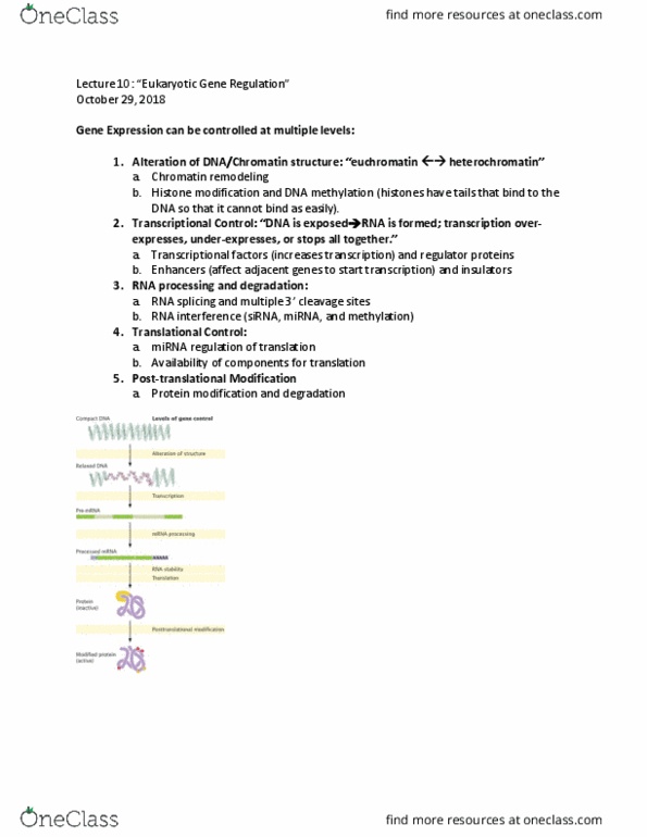BIOL 2030 Lecture Notes - Lecture 10: Post-Translational Modification, Chromatin Remodeling, Rna Splicing thumbnail
