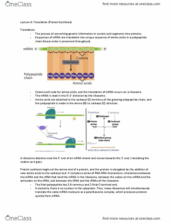 BIOL 2030 Lecture Notes - Lecture 8: Polysome, Transfer Rna, Ribosome thumbnail