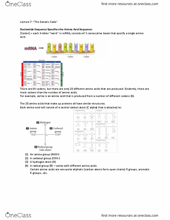 BIOL 2030 Lecture Notes - Lecture 7: Aliphatic Compound, Amine, Ammonia thumbnail