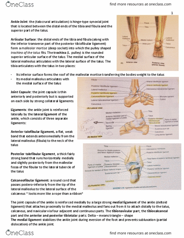 KIN 2320 Lecture Notes - Lecture 24: Anterior Talofibular Ligament, Calcaneofibular Ligament, Ankle thumbnail