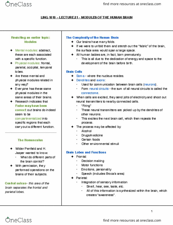 LING 1010 Lecture Notes - Lecture 21: Connectome, Central Sulcus, Neuron cover image