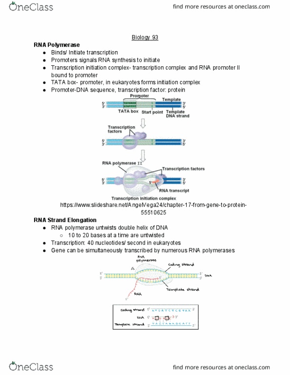 BIO SCI 93 Lecture Notes - Lecture 17: Tata Box, Aminoacyl-Trna, Base Pair cover image