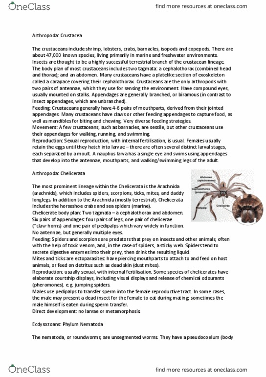 BIOL1002 Lecture Notes - Lecture 6: Chelicerata, Arachnid, Crustacean thumbnail