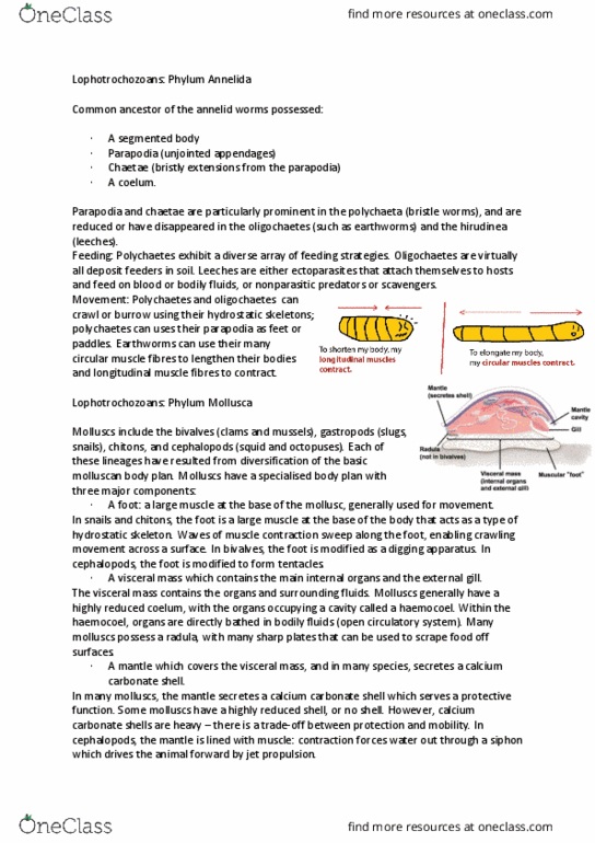 BIOL1002 Lecture Notes - Lecture 6: Circulatory System, Oligochaeta, Parapodium thumbnail