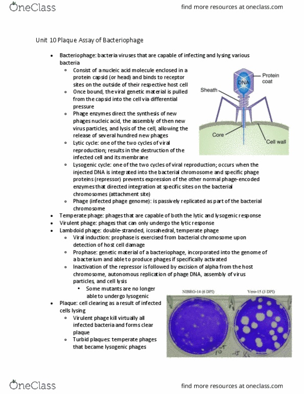 BIOL 331 Chapter 10: Plaque Assay of Bacteriophage thumbnail