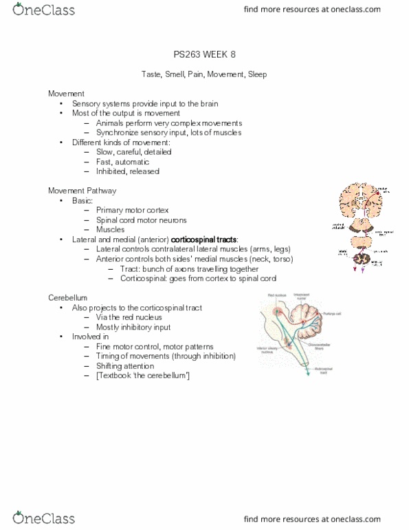 PS263 Lecture Notes - Lecture 12: Primary Motor Cortex, Spinal Cord, Red Nucleus thumbnail