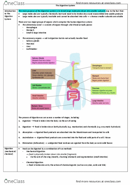 LSB258 Lecture Notes - Lecture 8: Jejunum, Serous Membrane, Anal Canal thumbnail