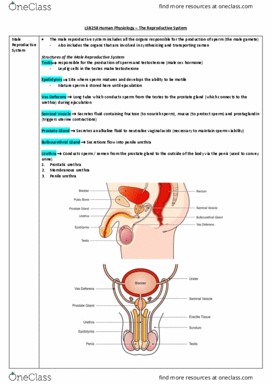 document preview image