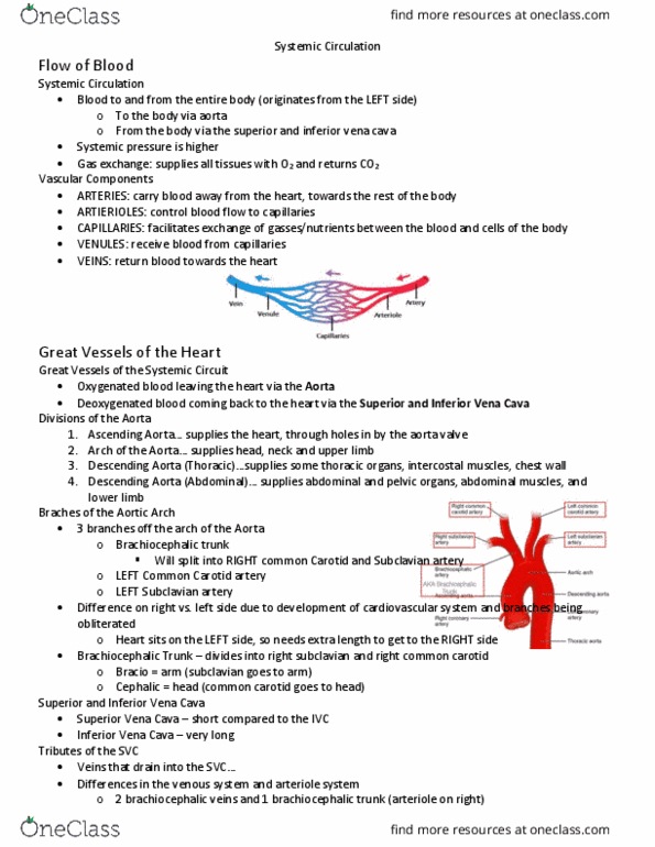 Kinesiology 2222A/B Lecture Notes - Lecture 10: Superior Vena Cava, Brachiocephalic Artery, Brachiocephalic Vein thumbnail