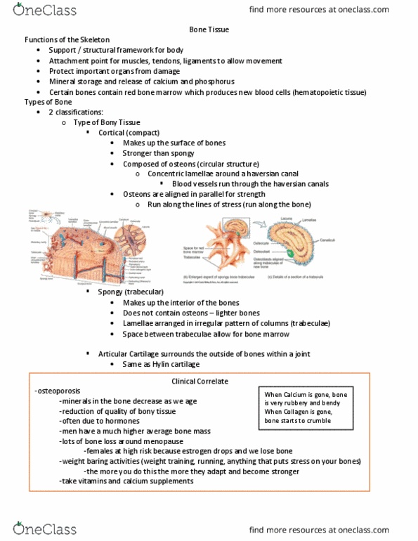 Kinesiology 2222A/B Lecture Notes - Lecture 2: Haversian Canal, Hyaline Cartilage, Osteoporosis thumbnail