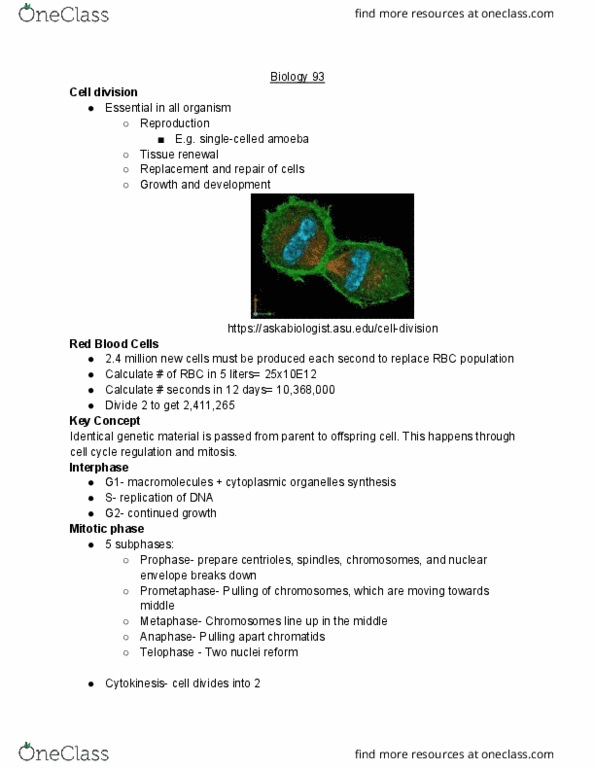 BIO SCI 93 Lecture Notes - Lecture 18: Nuclear Membrane, Cell Division, Prometaphase thumbnail