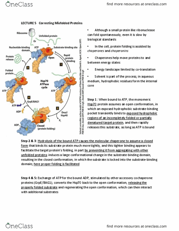 GENE 500 Lecture Notes - Lecture 5: Energy Landscape, Protein Folding, Ribonuclease thumbnail