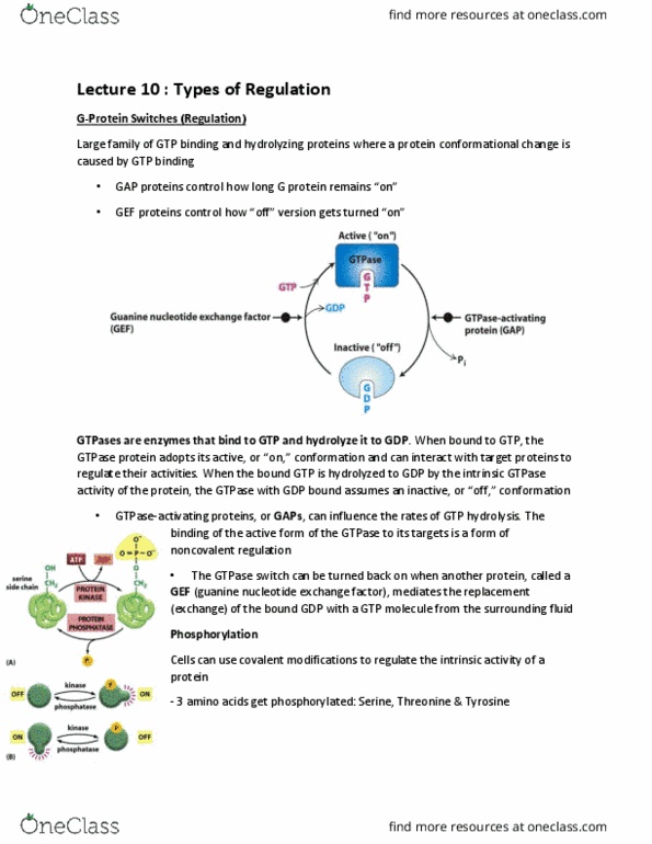 GENE 500 Lecture Notes - Lecture 10: Guanine Nucleotide Exchange Factor, Gtpase, Intrinsic Activity thumbnail