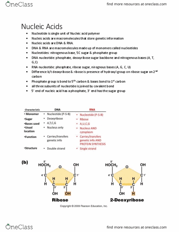 BIOL 2030 Lecture Notes - Lecture 10: Ribose, Cell Nucleus, Nitrogenous Base thumbnail
