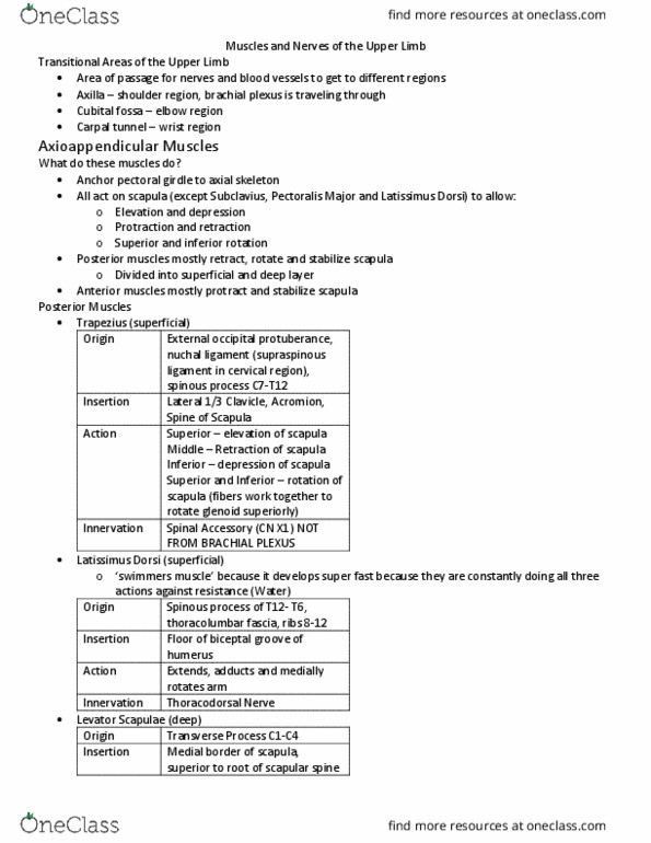 Kinesiology 2222A/B Lecture Notes - Lecture 5: Latissimus Dorsi Muscle, External Occipital Protuberance, Medial Pectoral Nerve thumbnail