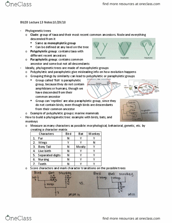 BILD 3 Lecture Notes - Lecture 13: Phylogenetic Tree, Polyphyly, Paraphyly thumbnail