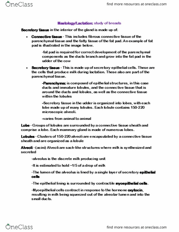 ANSC 23000 Lecture Notes - Lecture 12: Myoepithelial Cell, Mammary Gland, Udder thumbnail