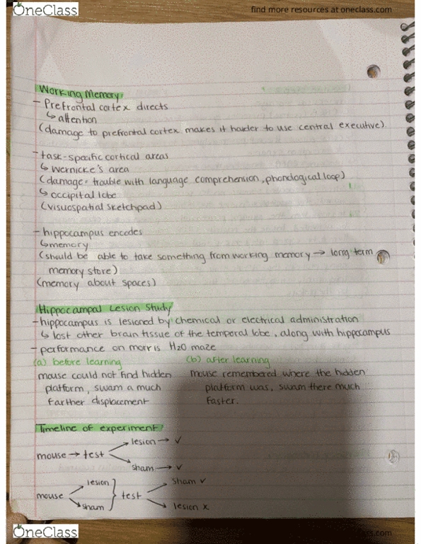 PSYO 1011 Lecture Notes - Lecture 18: Lesion cover image