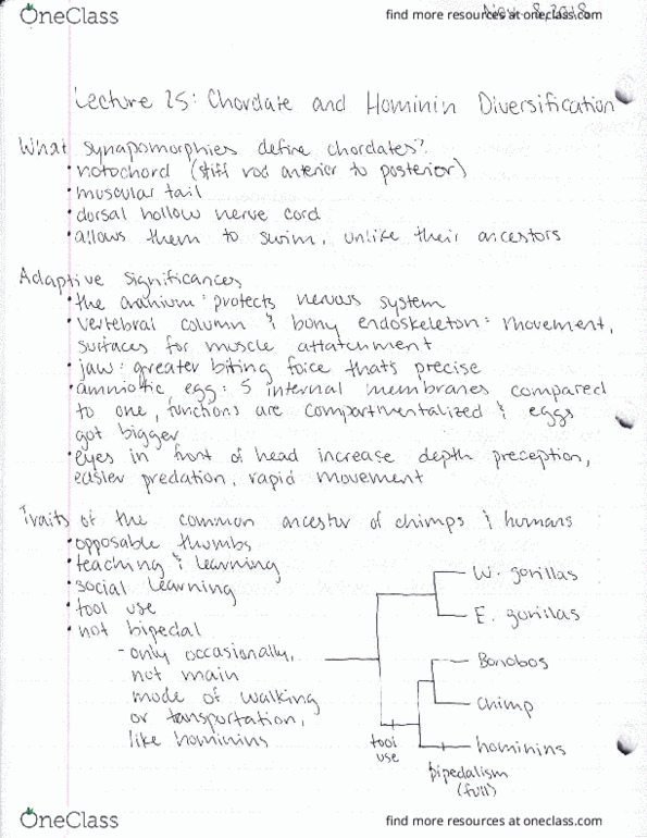 BIOL 180 Lecture Notes - Lecture 25: Chordate, Hominini, Bipedalism cover image
