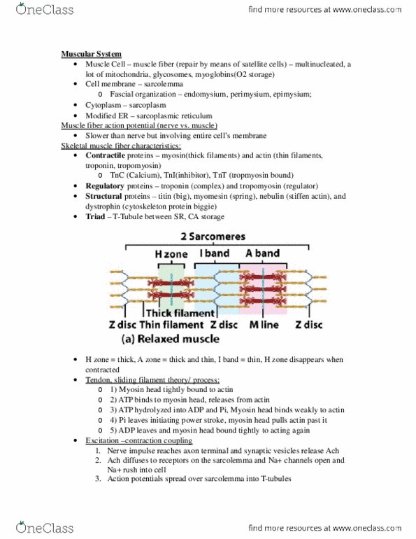 COMM1020 Lecture Notes - Dystrophin, Smooth Muscle Tissue, Dihydropyridine thumbnail