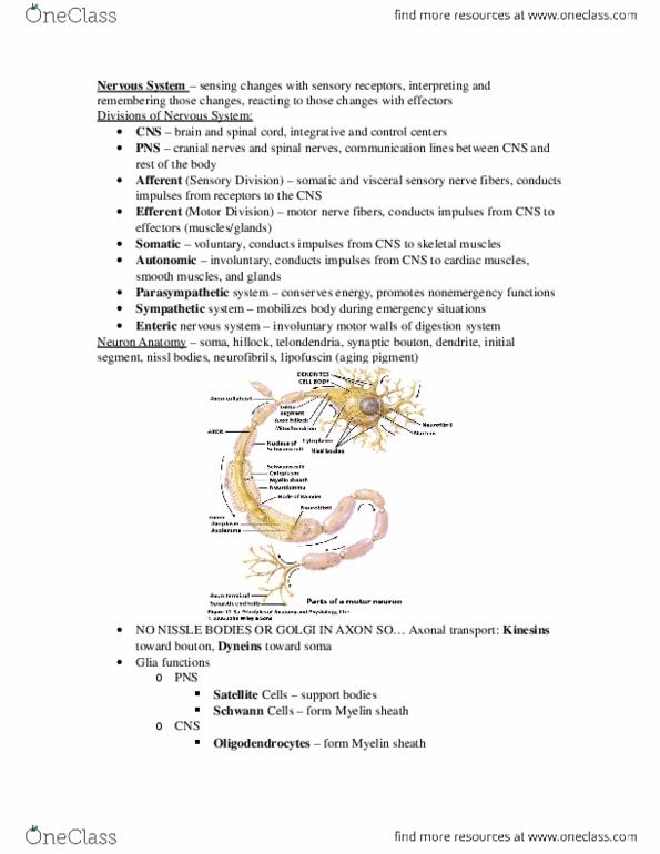 COMM1020 Lecture Notes - Microglia, Neurofilament, Lipofuscin thumbnail