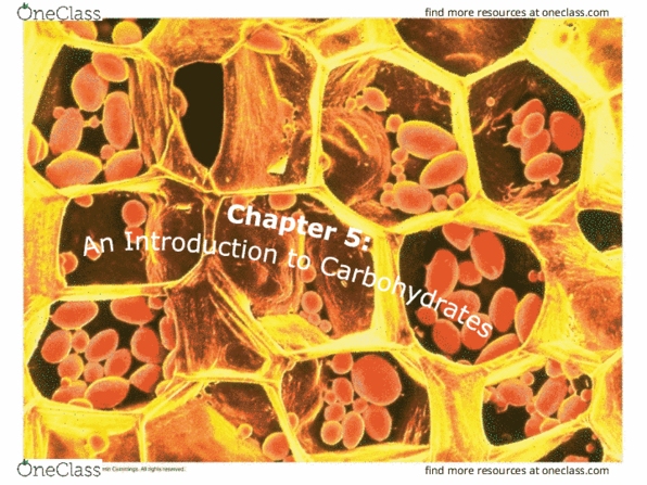 POLI1041 Chapter Notes - Chapter 5: Hydrolysis, Amylase, Ribose thumbnail