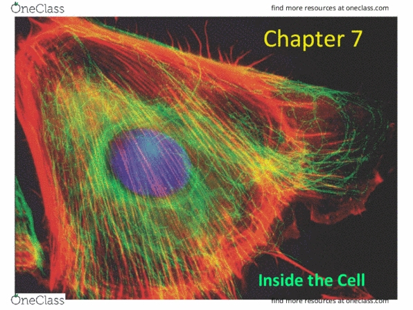 POLI1041 Chapter Notes - Chapter 7: Axoneme, Microtubule, Mannose thumbnail