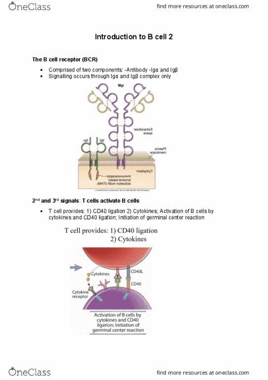 91401 Lecture Notes - Lecture 4: B-Cell Receptor, B Cell, Antibody thumbnail