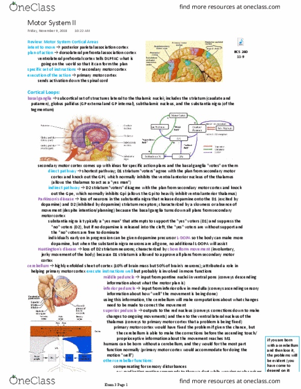 BCS 240 Lecture Notes - Lecture 28: Substantia Nigra, Ventral Lateral Nucleus, Inferior Cerebellar Peduncle thumbnail