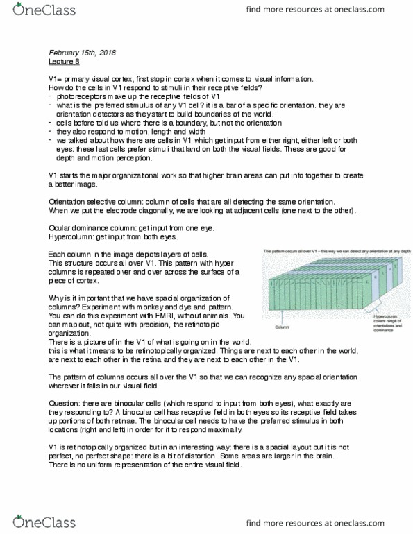 CAS PS 222 Lecture Notes - Lecture 8: Ocular Dominance Column, Visual Cortex, Retinotopy thumbnail