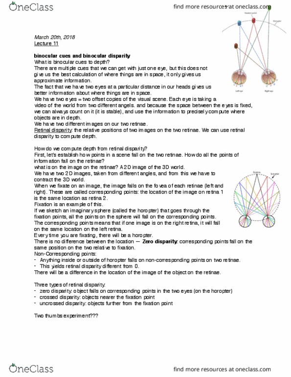 CAS PS 222 Lecture Notes - Lecture 12: Binocular Disparity, Horopter, Retina thumbnail