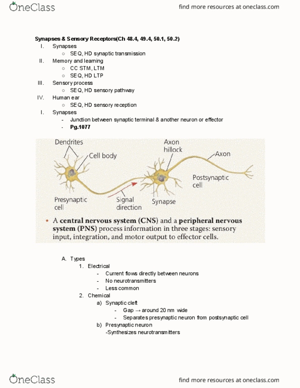 01:119:116 Lecture Notes - Lecture 19: Sensory Neuron, Electric Current, Axon Hillock thumbnail