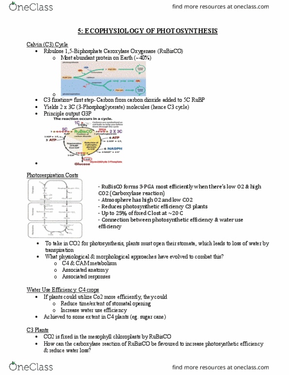 BIO203H5 Lecture Notes - Lecture 5: Photosynthetic Efficiency, C4 Carbon Fixation, C3 Carbon Fixation thumbnail
