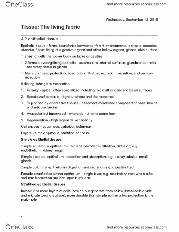 ANP 1105 Lecture Notes - Lecture 2: Simple Squamous Epithelium, Basal Lamina, Nephron thumbnail