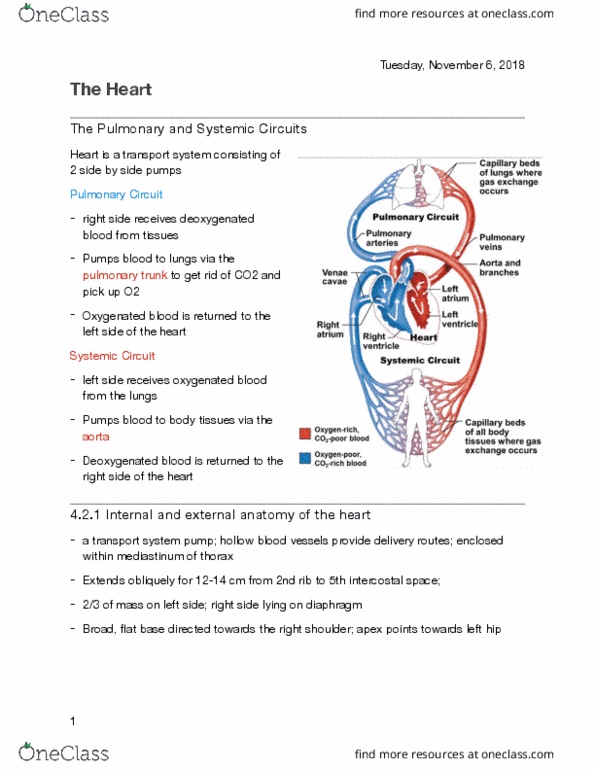 ANP 1105 Lecture Notes - Lecture 5: Intercostal Space, Circulatory System, Mediastinum thumbnail