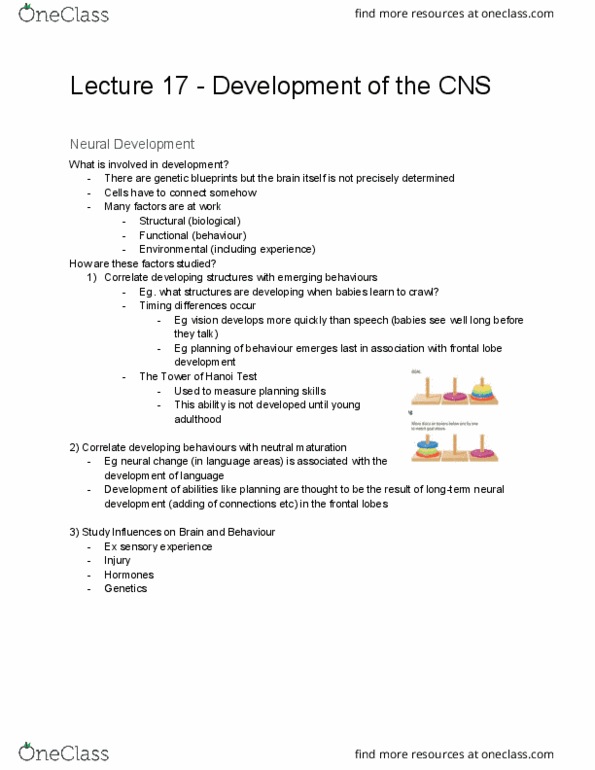 PSY 2301 Lecture Notes - Lecture 17: Frontal Lobe, Neural Development, Neural Stem Cell thumbnail