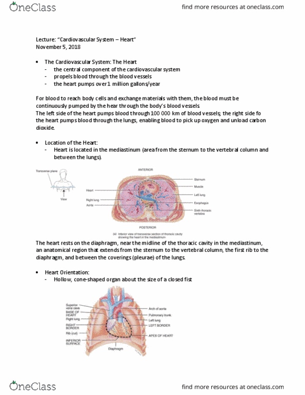ANAT 1010 Lecture Notes - Lecture 2: Thoracic Cavity, Blood Vessel, Mediastinum thumbnail