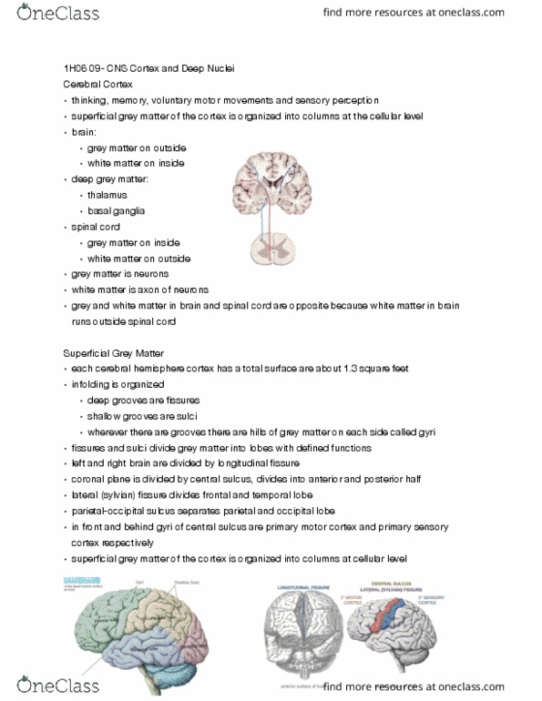 HTHSCI 1H06 Lecture Notes - Lecture 9: Basolateral Amygdala, Cerebral Cortex, Globus Pallidus thumbnail