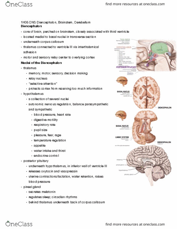 HTHSCI 1H06 Lecture Notes - Lecture 10: Circadian Rhythm, Pineal Gland, Posterior Pituitary thumbnail